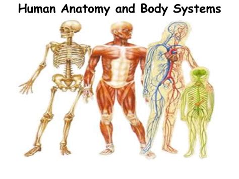 human body systems chart - ModernHeal.com