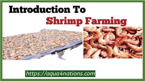 Introduction To Shrimp Farming - Aqua4Nations