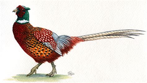 pheasant ringneck art - Google Search | pheasants | Pinterest | Pheasant, Art google and Bird