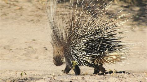 Mpala Live! Field Guide: Crested Porcupine | MpalaLive