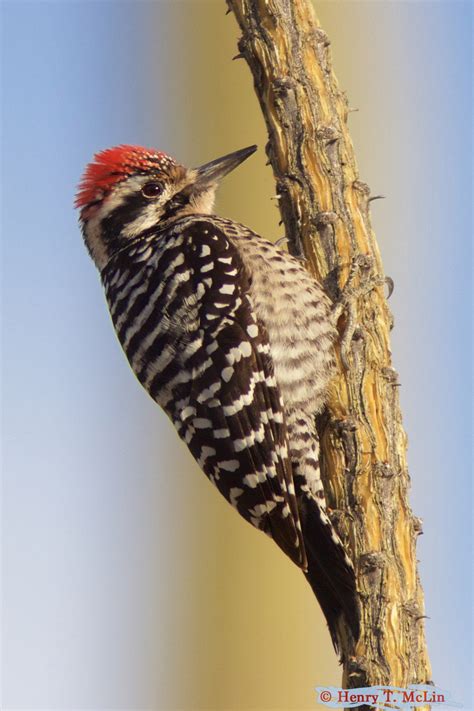 Ladder-backed Woodpecker | Audubon Field Guide