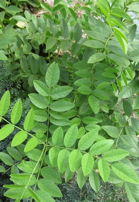 Liquorice / Licorice – Kahikatea Farm Certified Organic Nursery and Permaculture Farm