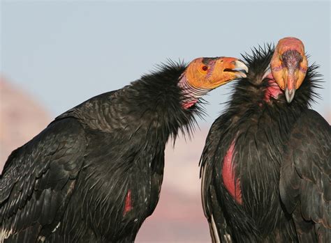 California Condor | Audubon Field Guide