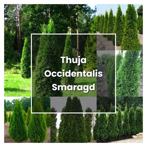 How to Grow Thuja Occidentalis Smaragd - Plant Care & Tips | NorwichGardener