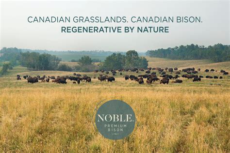 Bison Conservation: Hope for the Future | Noble Premium Bison