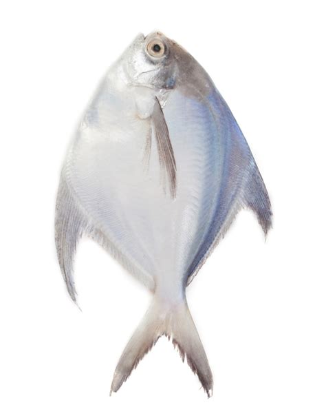 White Pomfret (Safaid Paplet) Fish in Karachi With Free Shipping