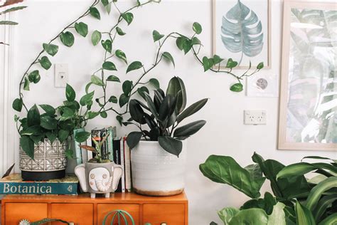 Air purifying plants: 20 of the best for your home | Better Homes and Gardens