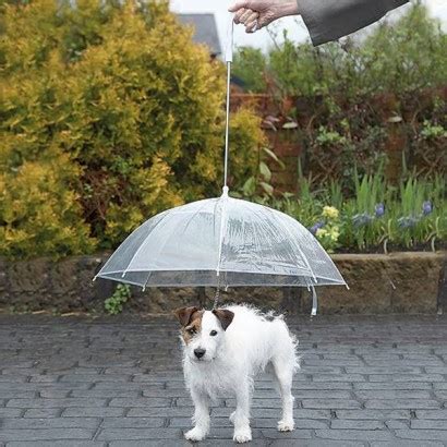 Dog Umbrella