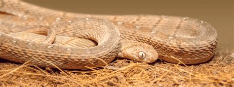 Egg Eating Snake Care Sheet – IMPERIAL REPTILES & EXOTICS