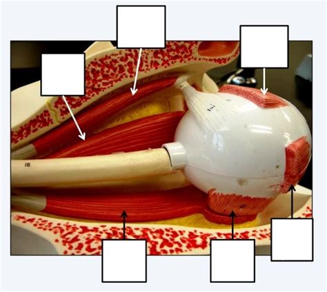 Extrinsic eye muscles Diagram | Quizlet