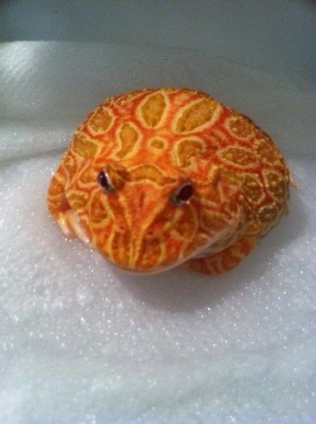 Strawberry pacman frog for sale | strawberry pac man frogs for sale