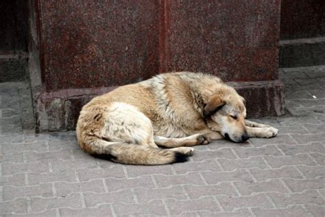 Stray_dogs (Wikimedia Commons) - Earth Buddies