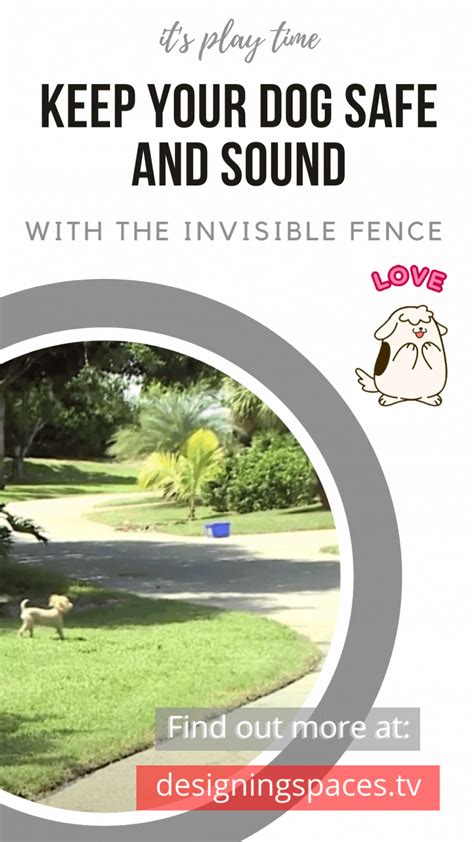 The Invisible Fence®: A Safe and Affordable Alternative to Traditional ...