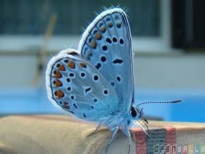 Xerces Blue Butterfly - Insects Morphology