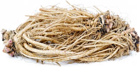 Chicory Root Information, Recipes and Facts