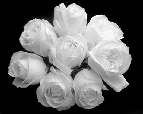 White Rose Wallpaper / White Rose Petals Hazy Background 1242x2688 ...