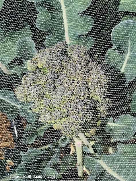 broccoli harvesting