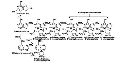 6-Mercaptopurine metabolism. | Download Scientific Diagram