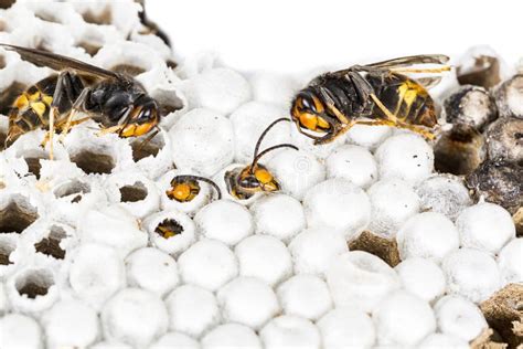 Alive Baby Asian and Dead Hornets in Nest Honeycombed Macro in White ...