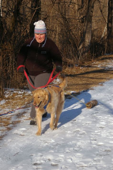 Maryland Sled Dog Adventures LLC: Training Your Dog to Pull: Run What ...