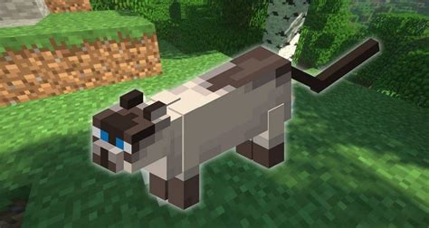 How To Get ALL Minecraft Cats In 3 Steps | What Cats Do In The Game?