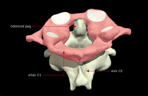 Cervical Vertebrae | Learn Surgery Online