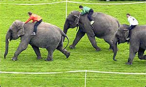 BBC News | EUROPE | Jumbo race 'a big success'