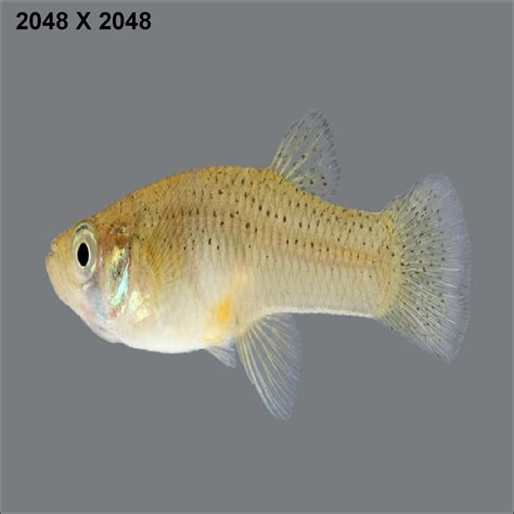 Gambusia Fish Species 3d Model