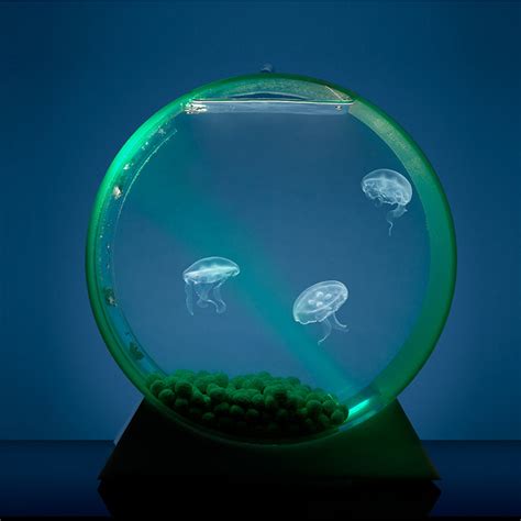 Desktop Jellyfish Tank // Deluxe Kit - Jellyfish Art - Touch of Modern