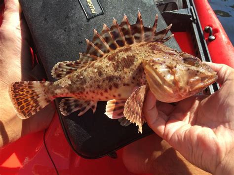 California Scorpionfish | California Sea Grant