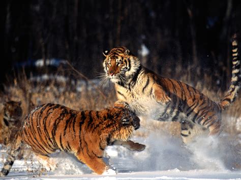 Snow tigers, snow Tiger Wallpapers - My Style