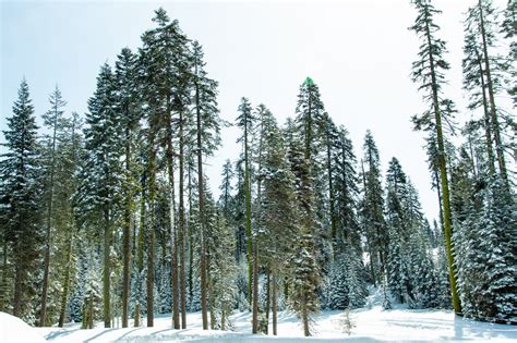 Free Stock Photo of Tall Snow Covered Coniferous Trees In Forest