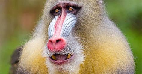 Yellow and Black Baboon · Free Stock Photo