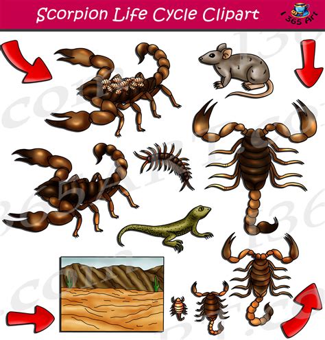 Scorpion Life Cycle Clipart Set Download - Clipart 4 School