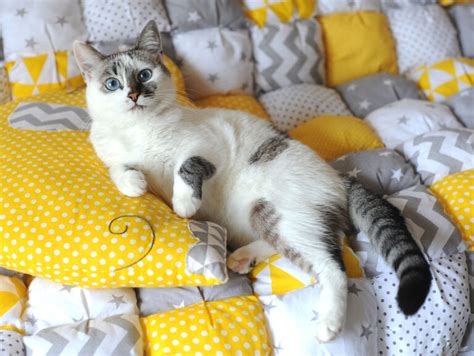 Top 9 Cat Behavior Problems [And How To Deal With Them] - TheCatSite