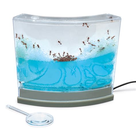 Gel Ant Farm with LED Base (with live ants) | Carolina Biological Supply