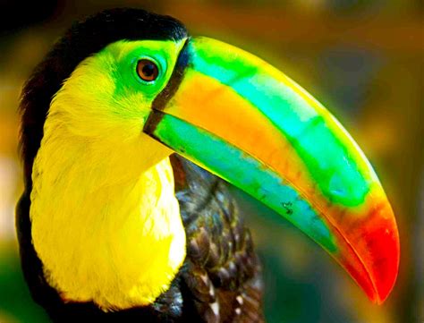 toucan, Parrot, Bird, Tropical, 60 Wallpapers HD / Desktop and Mobile ...