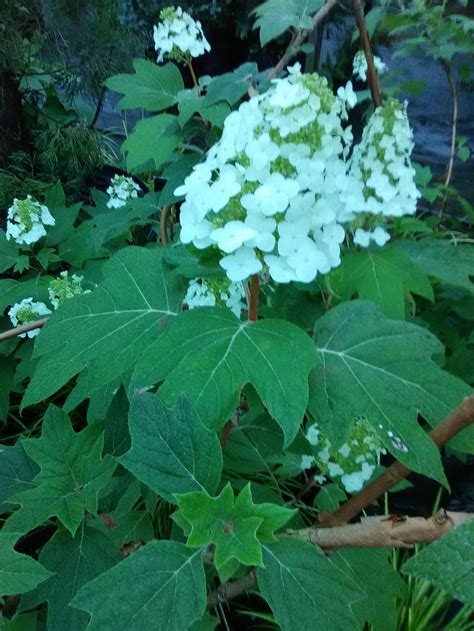 Alice Oakleaf Hydrangea – Toms Creek Farm & Nursery