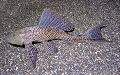 Vermiculated Sailfin Catfish | Mexican Fish.com