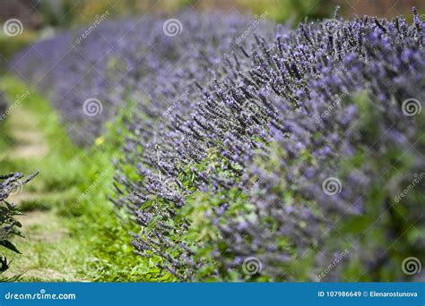 Field of Lavender at Mayfield Lavender Farm on the Surrey Downs Stock ...