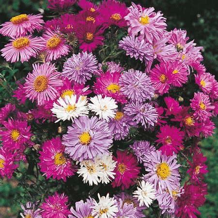 Aster seeds: Asters New York & Alpine | Perennial Flower Seeds