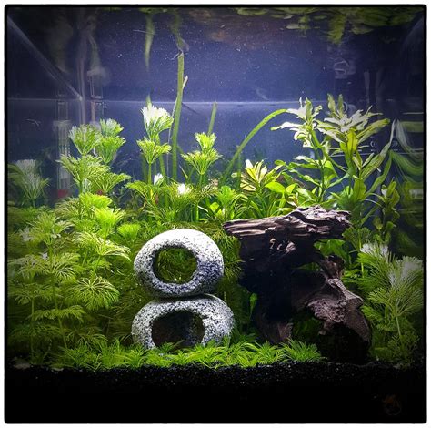 6G cycled and ready. New nano shrimp tank! : Aquariums