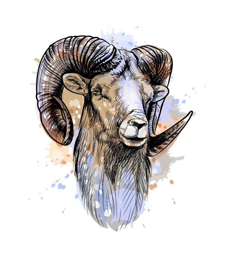 Bighorn Sheep, Mountain Sheep from a Splash of Watercolor Stock Vector ...