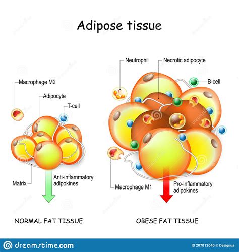 Fat and Inflammation - Part 1 An Introduction - The Slim Pet Vet