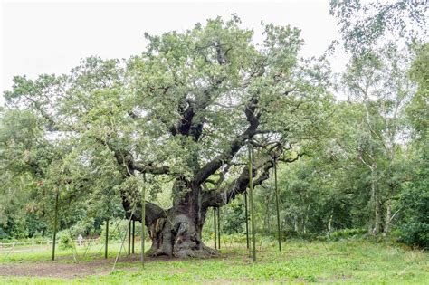 B's Photography: The Major Oak - Sherwood Forest Country Park