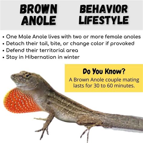 Brown Anole (Anolis Sagrei) Lizard: The Awesome Things About Them! - Pets Beast