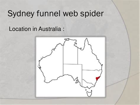 PPT - The Sydney Funnel Web spider PowerPoint Presentation, free ...