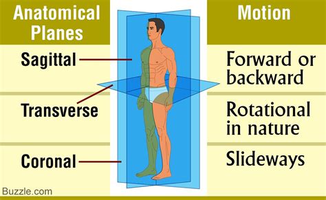 Human movements are described in terms of three anatomical planes that run through the human ...