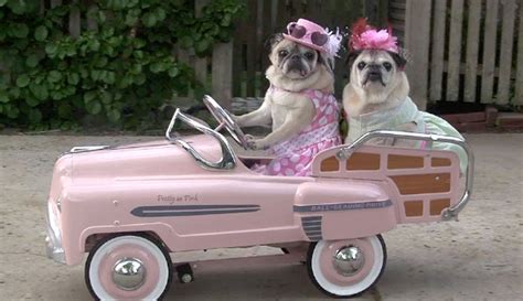 Cutest Pugs Drive Cars! Seriously, this is the cutest thing....EVER!!!!