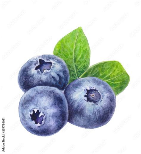 Blueberries with leaves isolated on white background. Hand drawn Blueberry. Watercolor painting ...